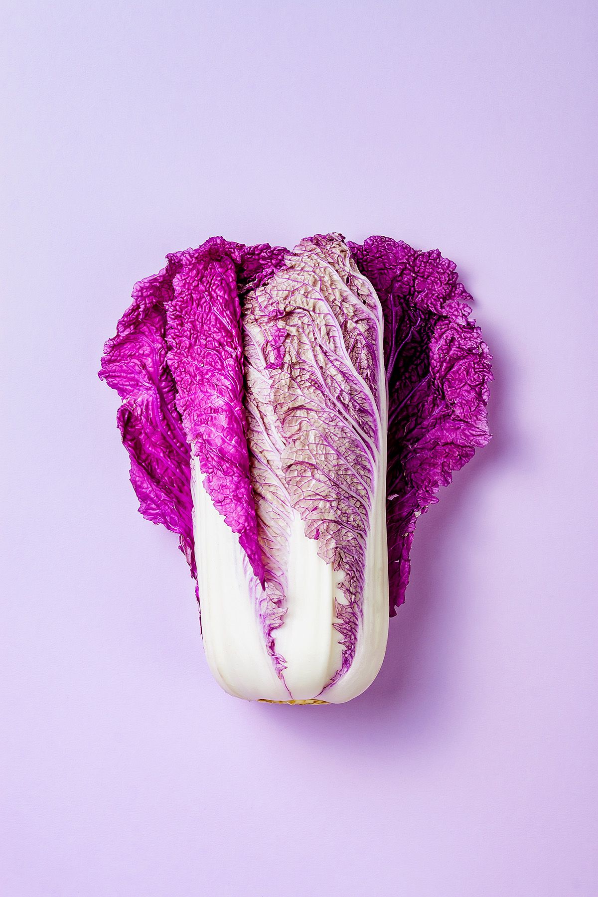 Purple napa cabbage against a pastel purple background, highlighting its vivid color and texture.