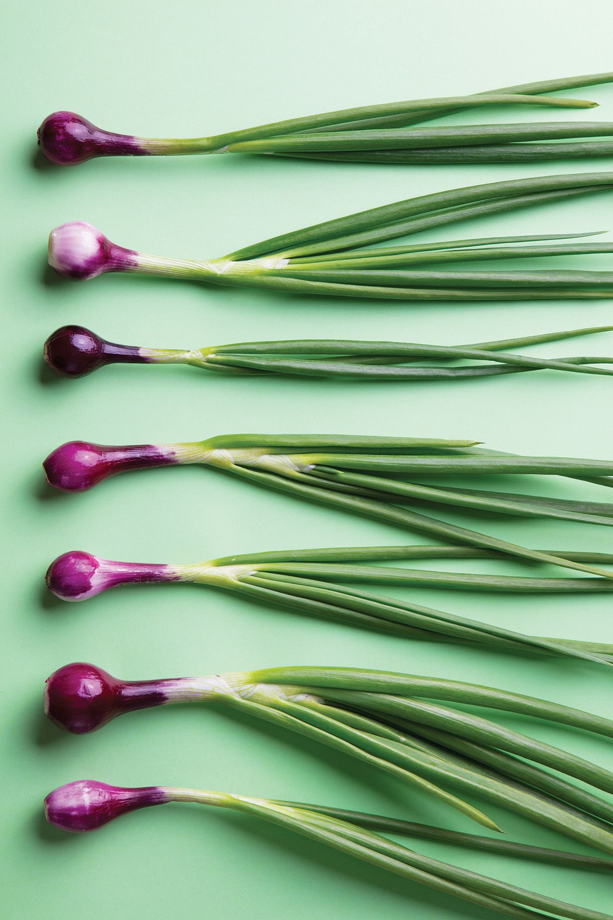Red spring onions arranged in parallel rows on a light green background.